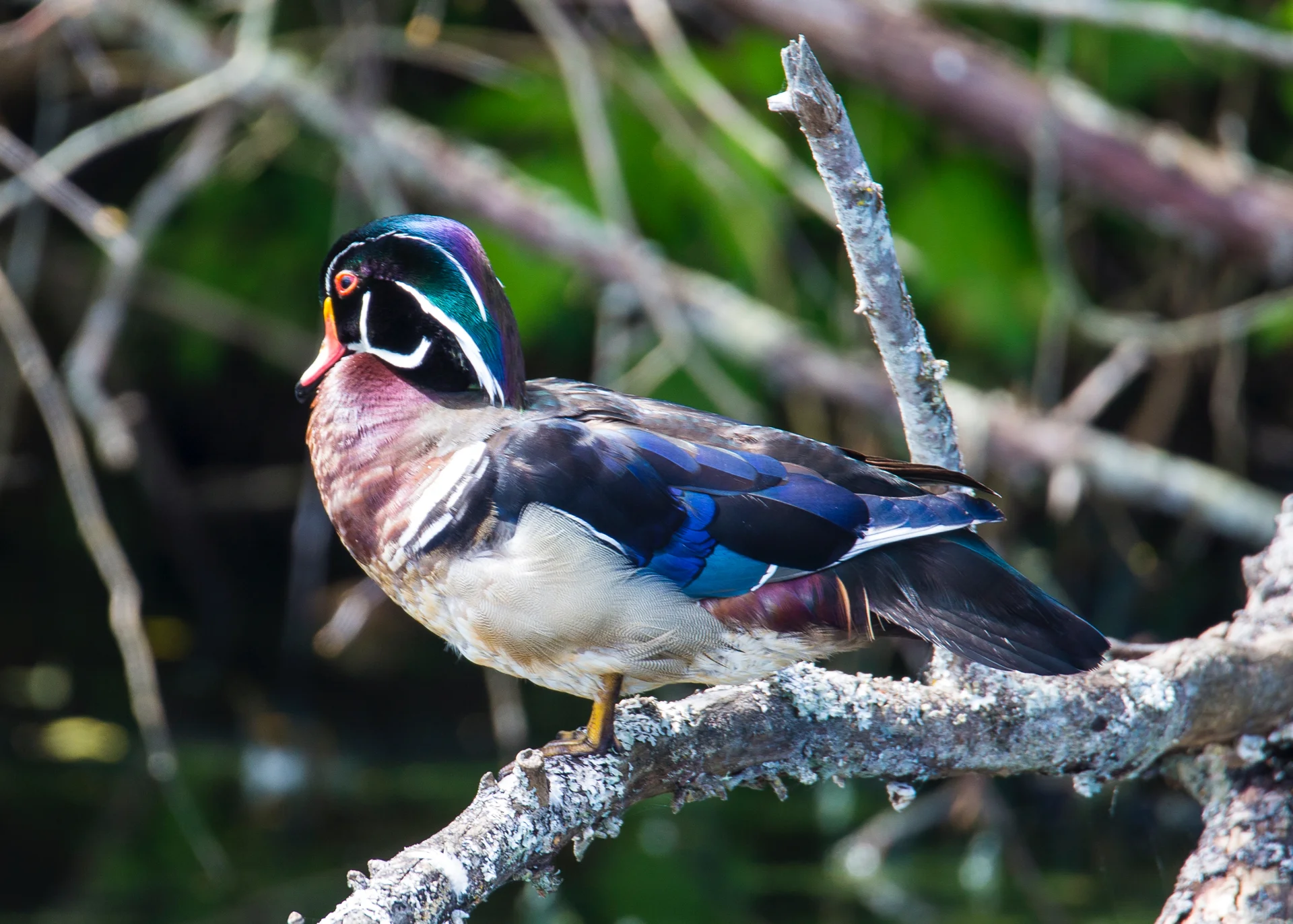  Male wood duck 