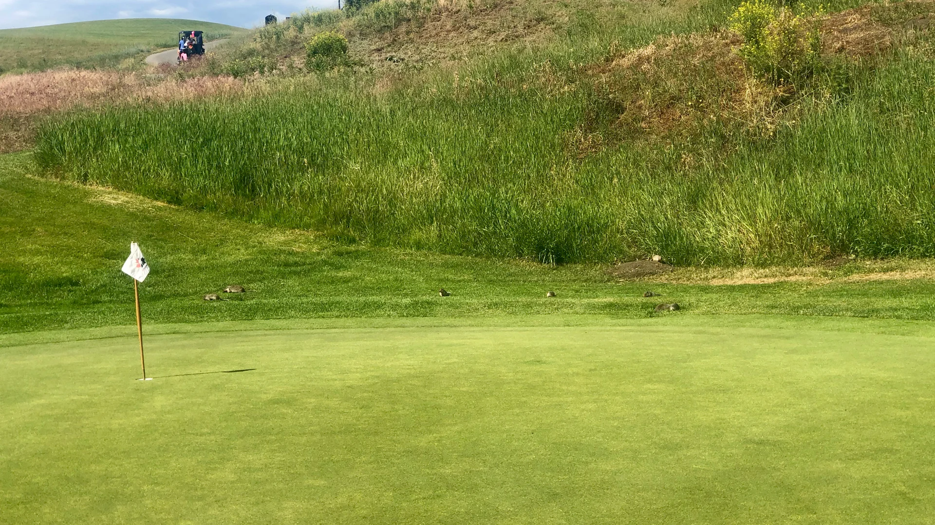  There were ground squirrels all over the course - so cute! 