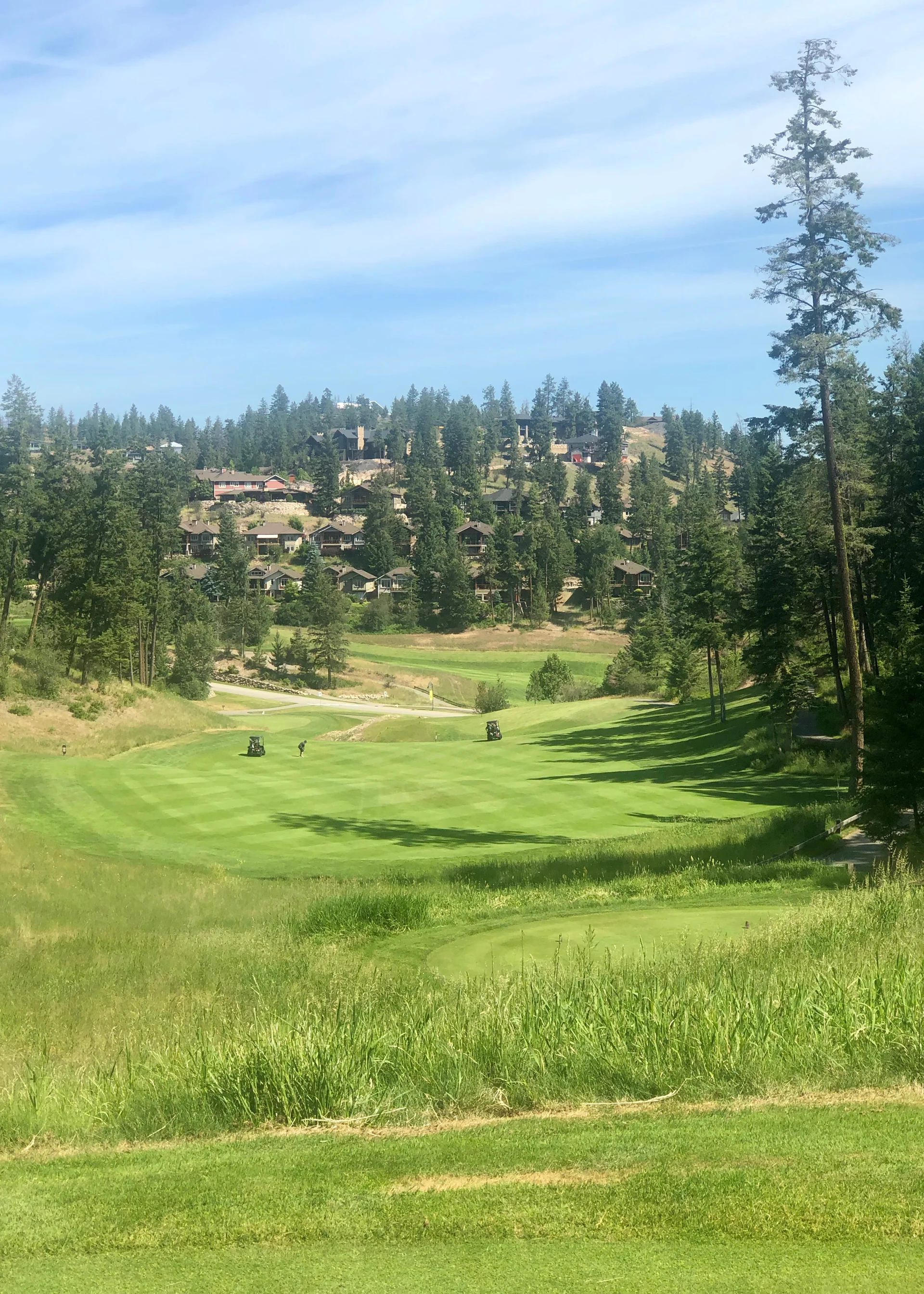  Trees and elevation changes. 