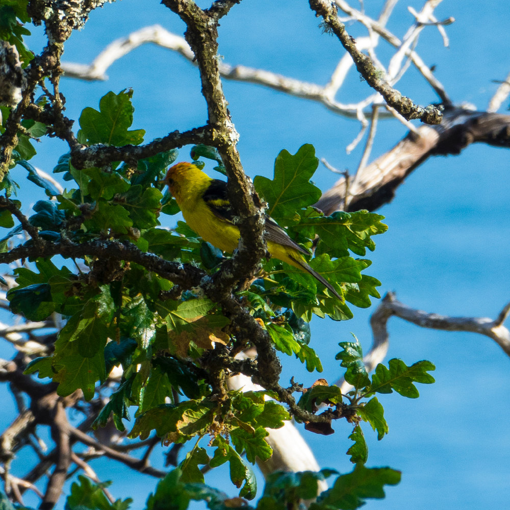  As we were sitting on the deck Friday evening, we saw a Western Tanager - another new species!  