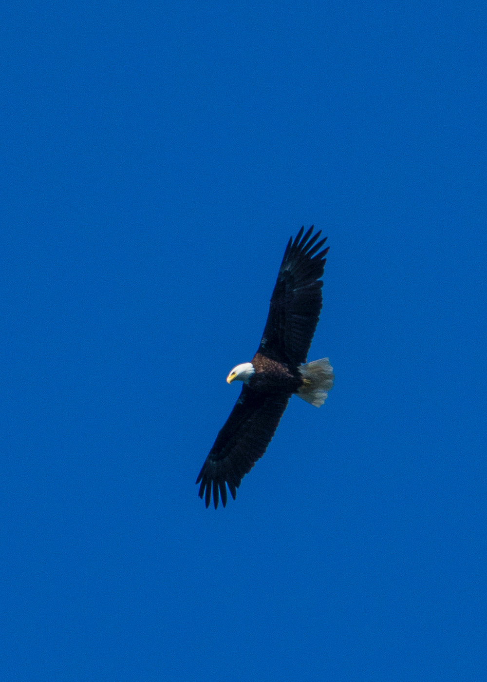  There were lots of bald eagles soaring about over the weekend. 