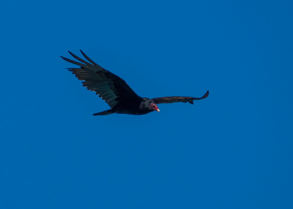  And the turkey vultures were quite plentiful as well. 