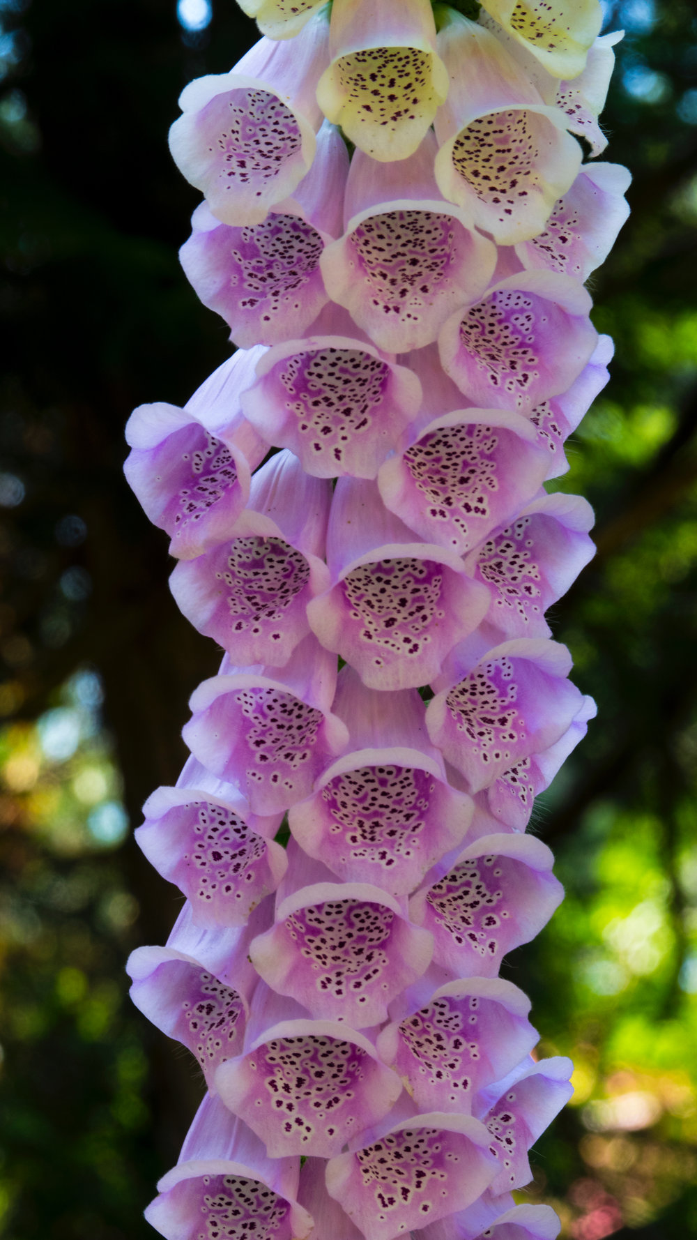  The foxgloves were in full bloom while we were there. 