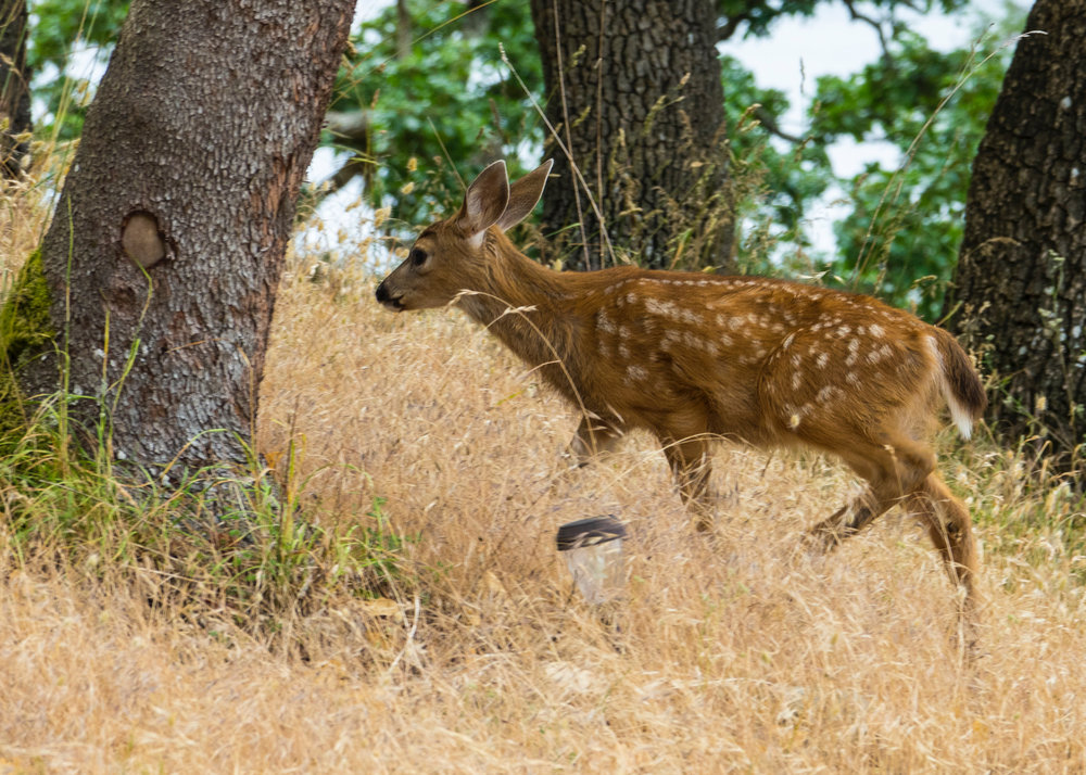  One of the little fawns we saw frequently over the weekend. 