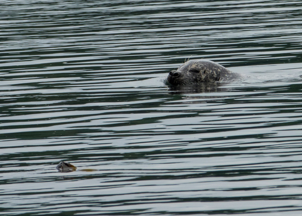  One of the seals that kept popping up. 