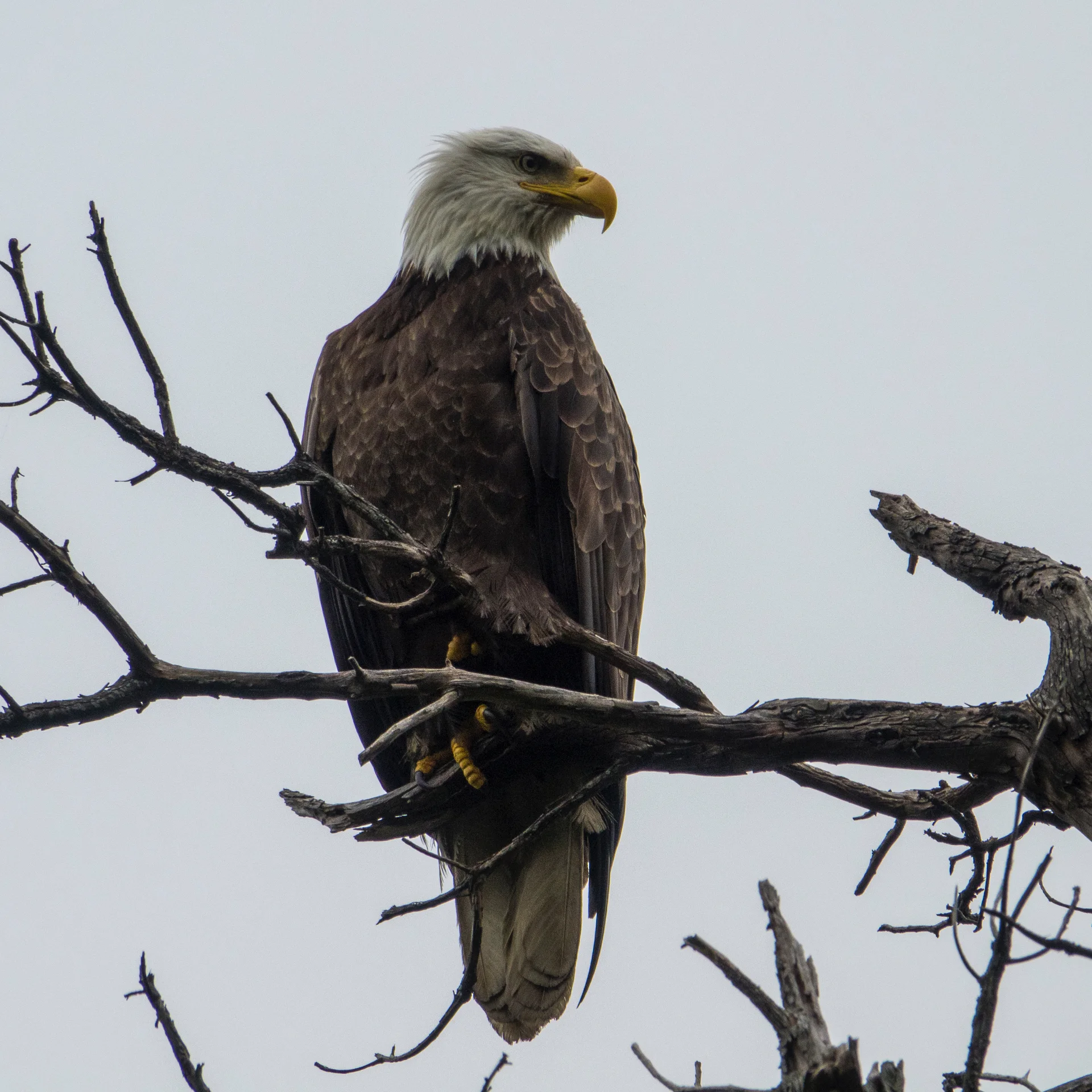 2019 06 Galiano Mom and Dad - 42.jpg