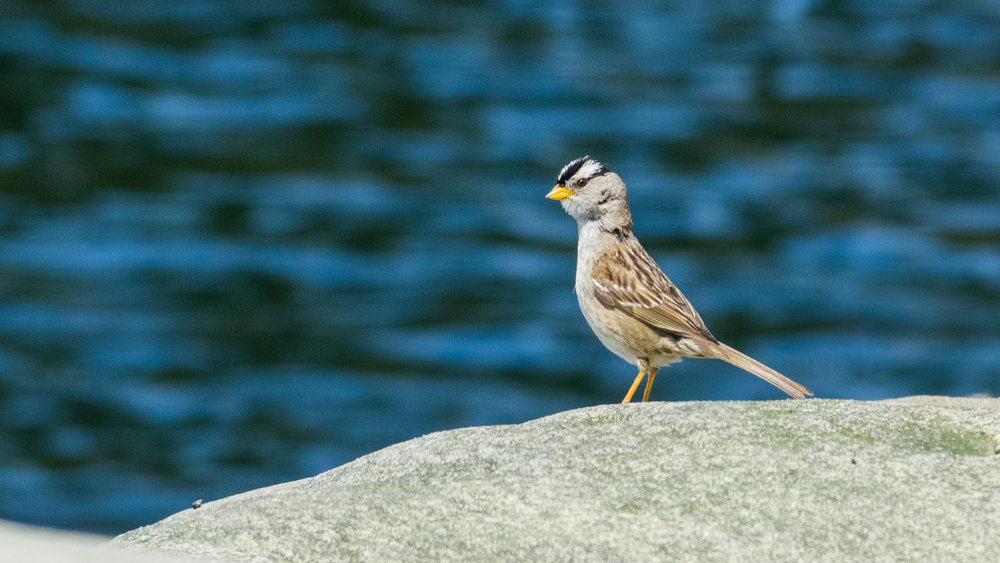  We had a little white-crowned sparrow come check out what was going on. 