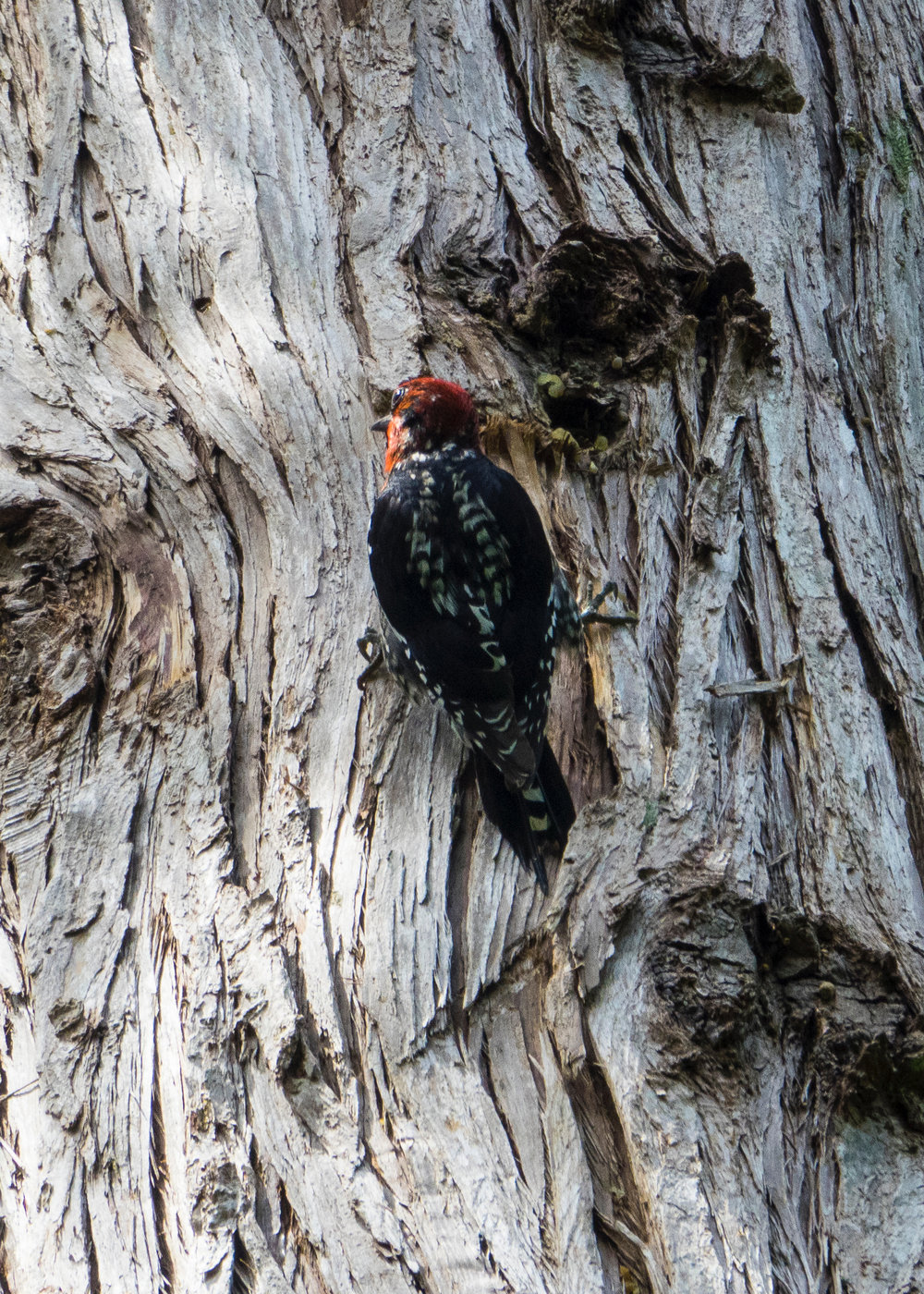  And managed to see some red-breasted sapsuckers! This one is a male… 