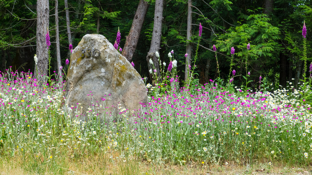  One of the other lots on the road have done a great job encouraging the wildflowers. 