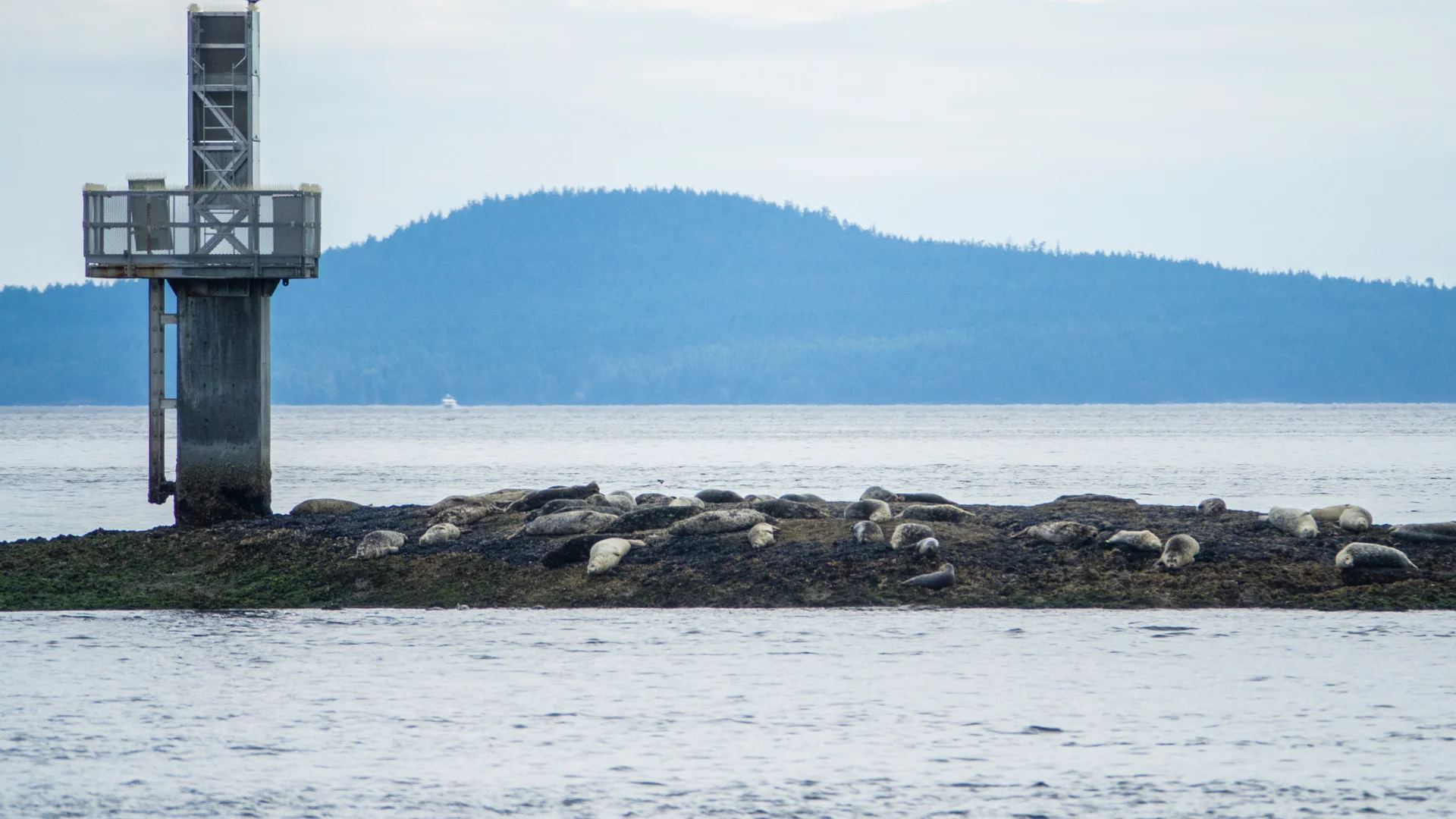 Seals hanging out on the rocks in Active Pass.