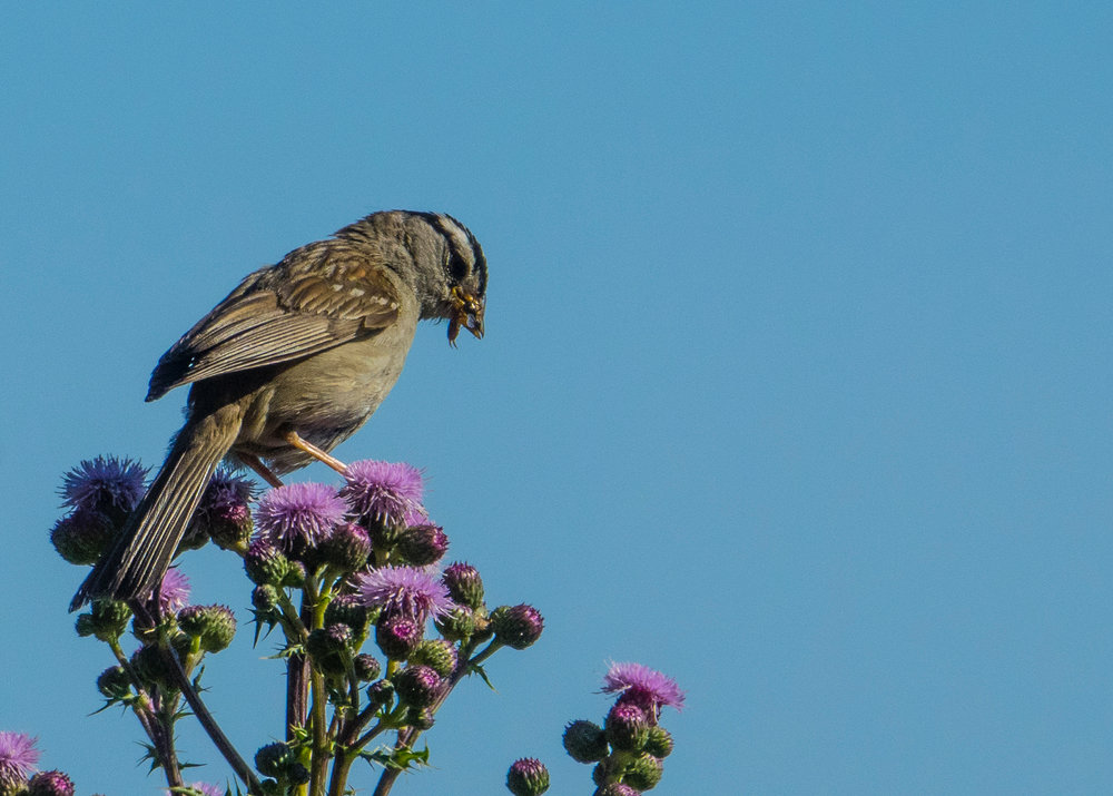  I love the sparrows eating the earwigs - damn things are everywhere! 