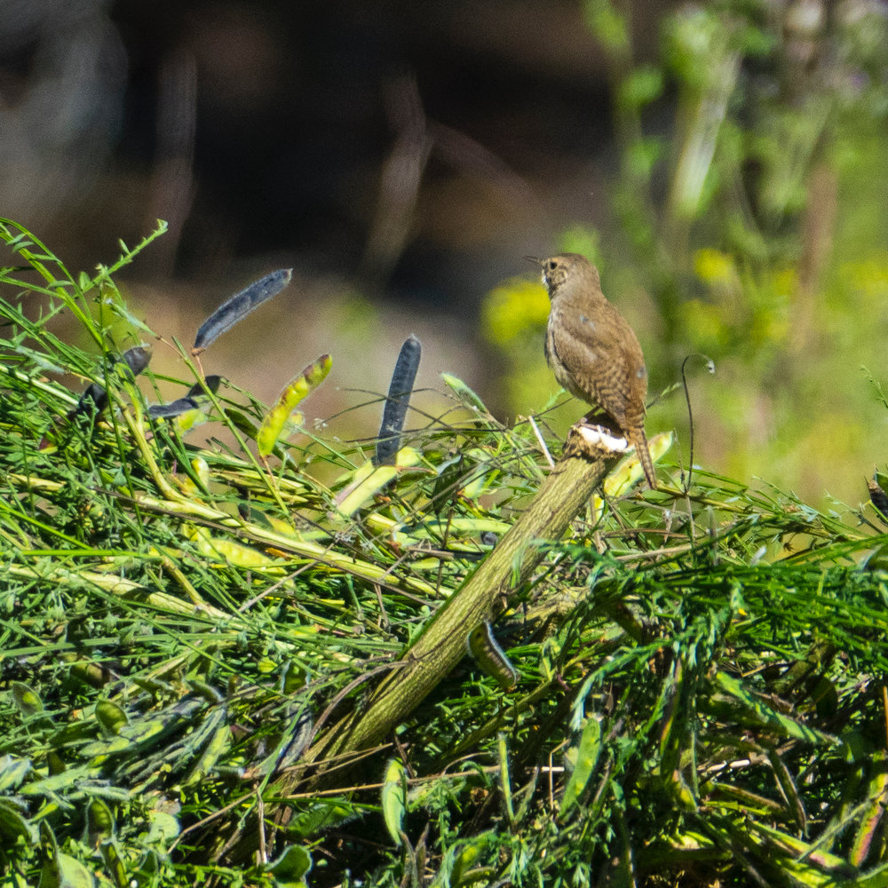  The wren seemed to really like our pile of cut broom. 