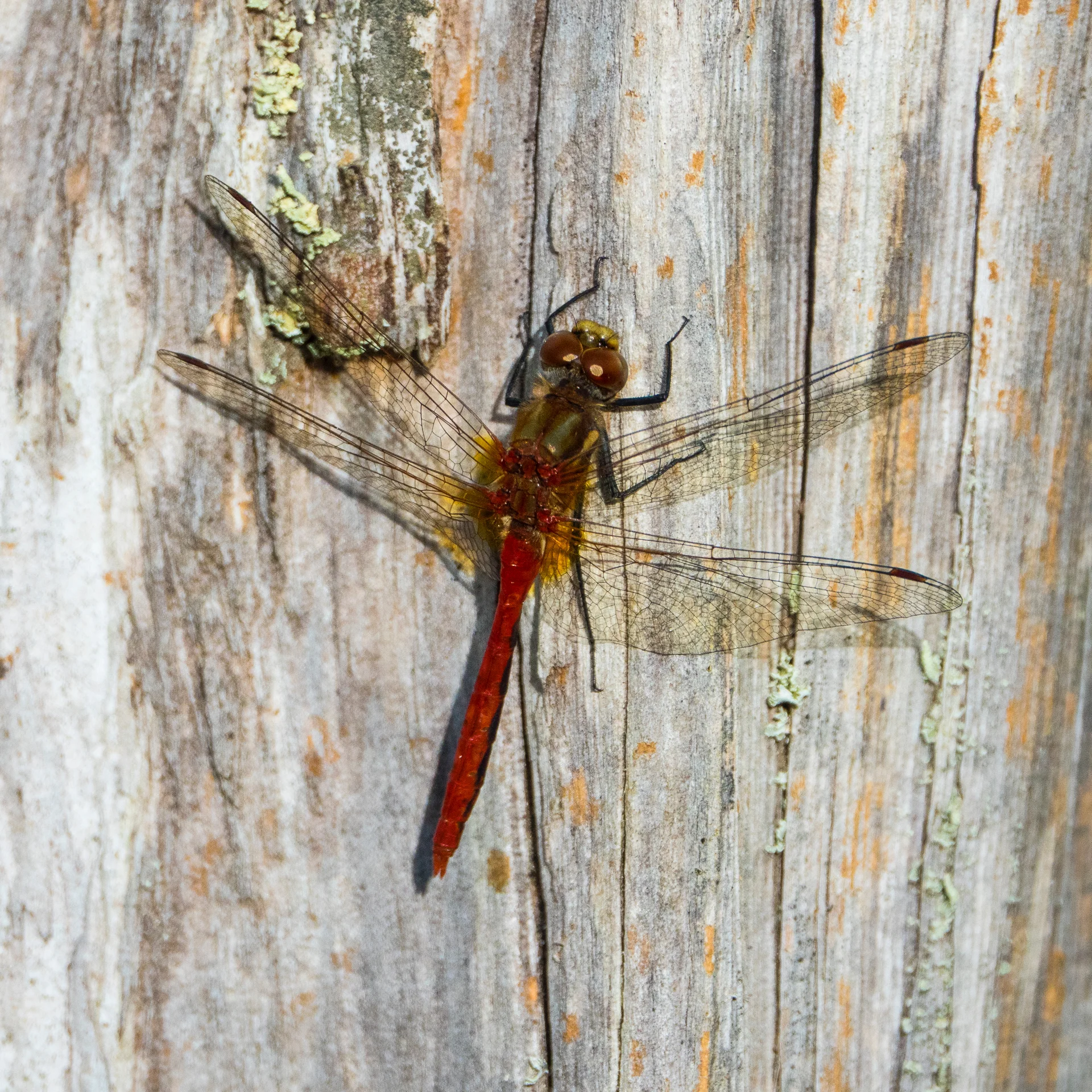 There are still lots of dragonflies around as summer draws to a close.