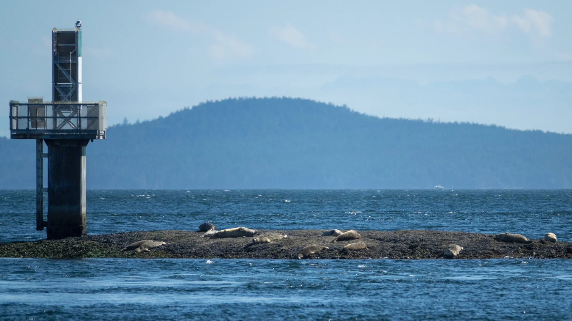 Not a lot of seals out today…