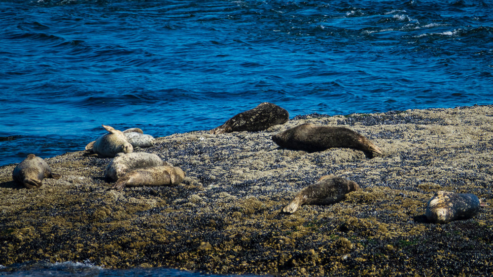  As the cemetery sits up over the water, you get a great view of the seals on the rocks. 