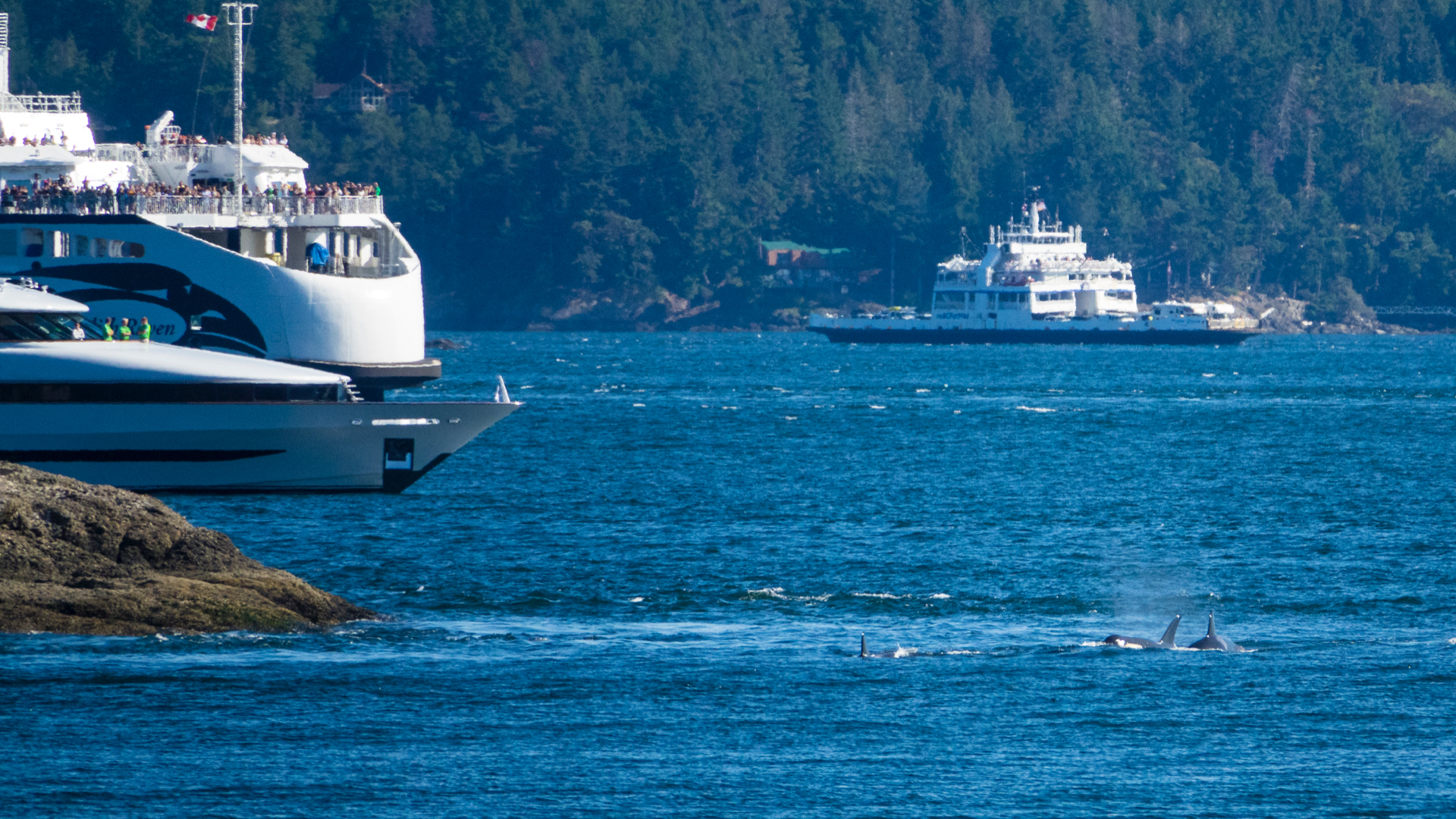 This is a pretty good indication of what the whales have to put up with going through Active Pass.
