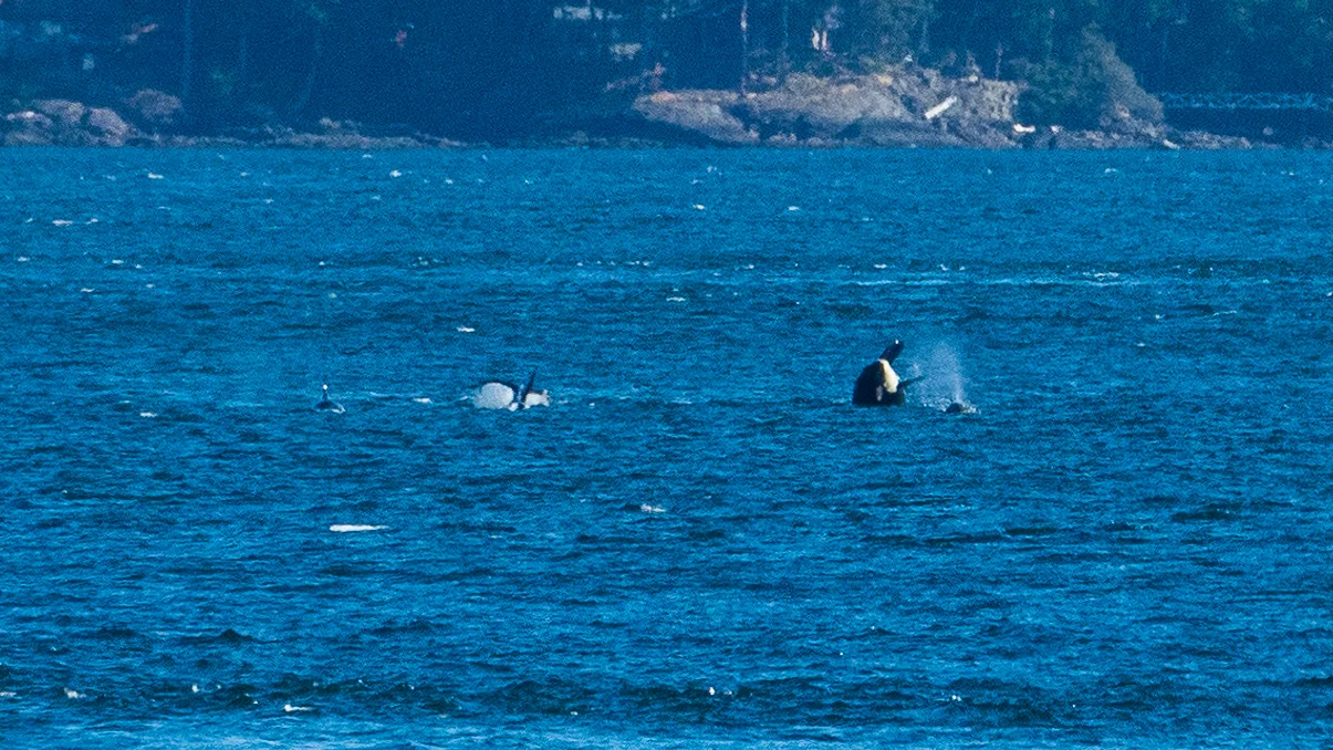 2019 08 Galiano - 30.jpg