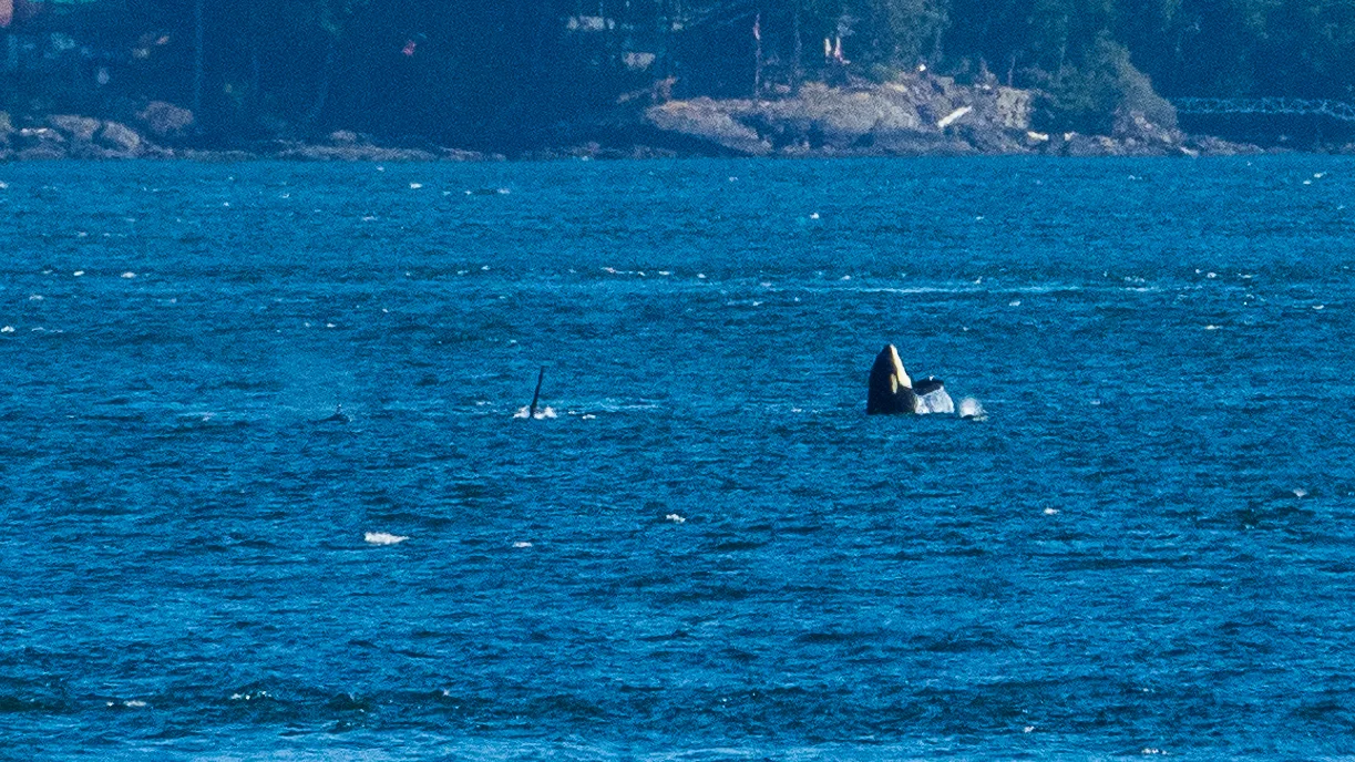 2019 08 Galiano - 29.jpg
