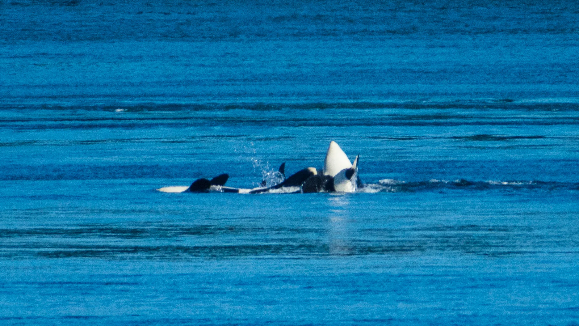 2019 08 Galiano - 36.jpg