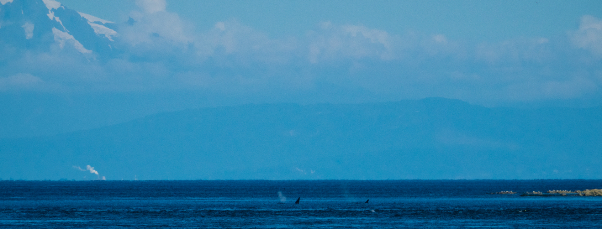 We even had one last fleeting glimpse of J-Pod from the dock as they headed out and around Mayne Island.
