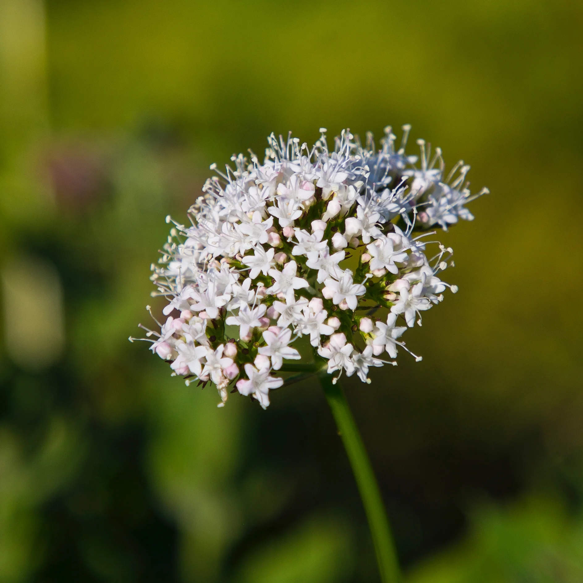 2019 08 Rainier Part II - 36.jpg
