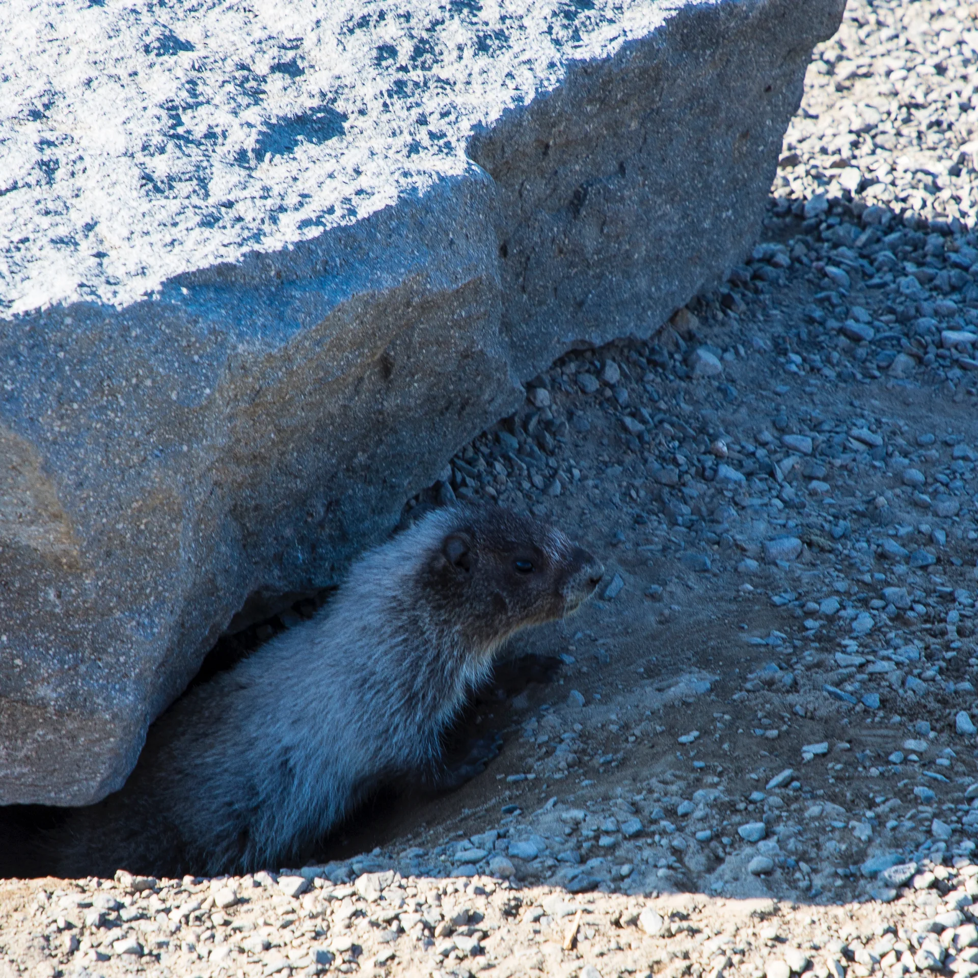 2019 08 Rainier Part II - 31.jpg