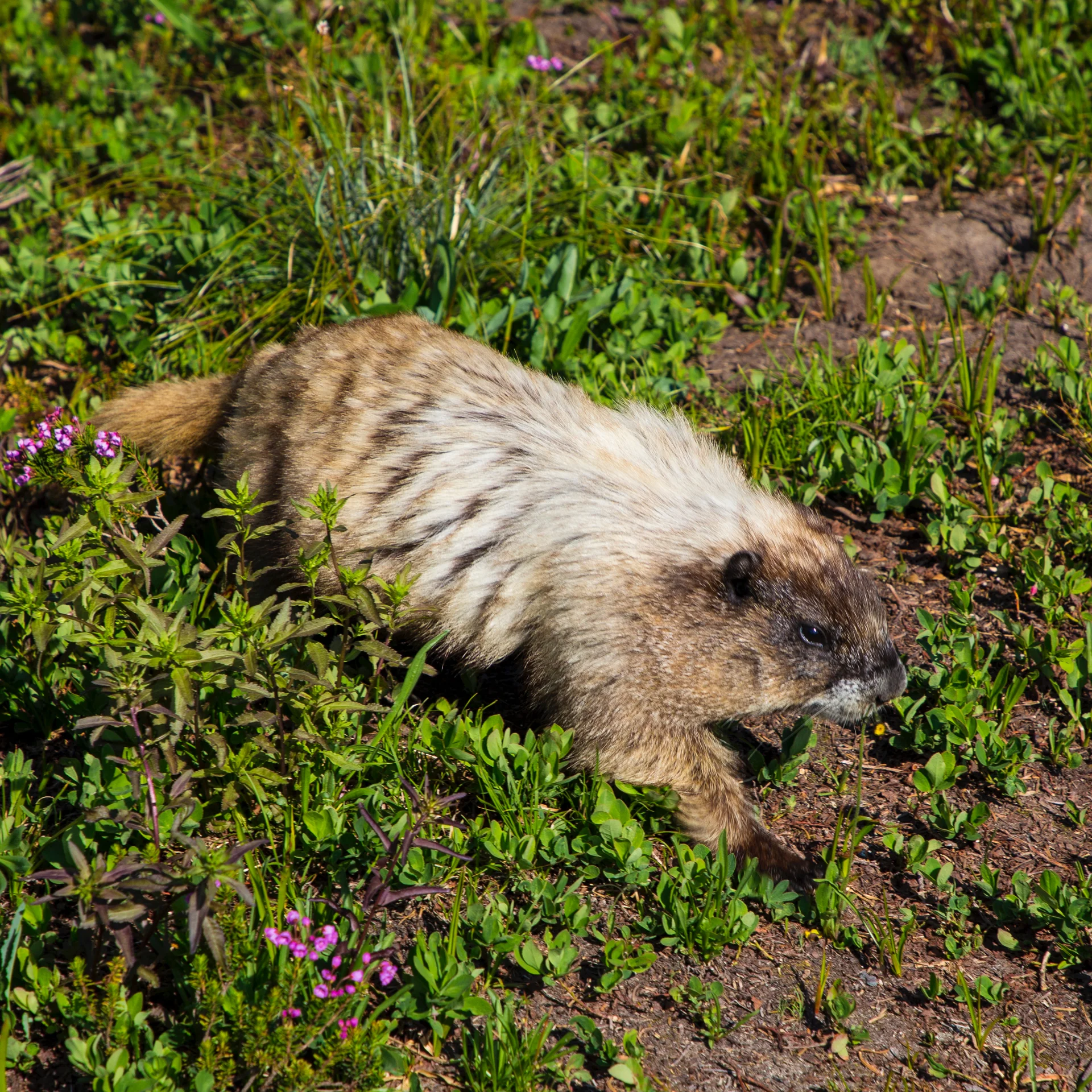 2019 08 Rainier Part II - 42.jpg