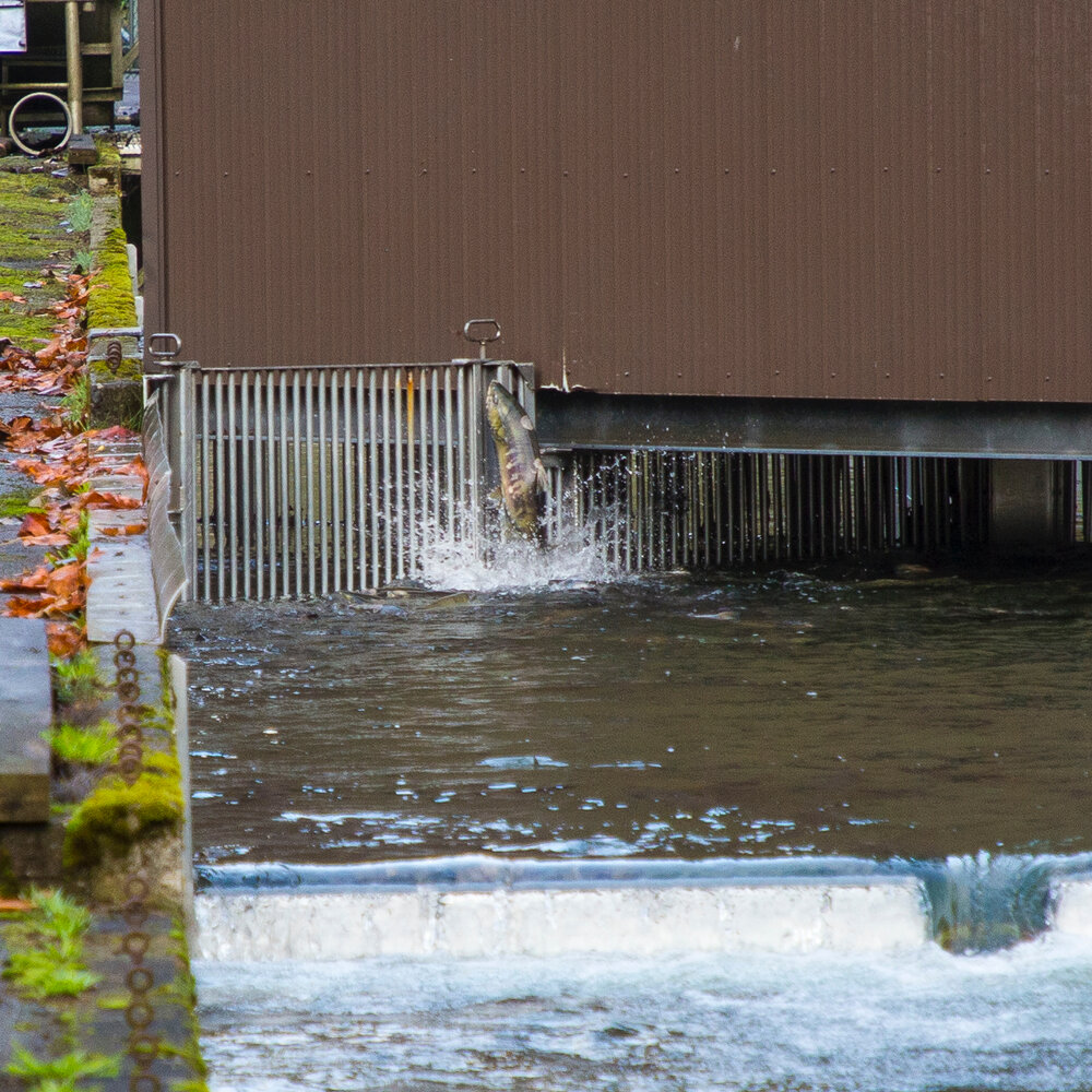  A big salmon trying to jump over and/or through the gates. 