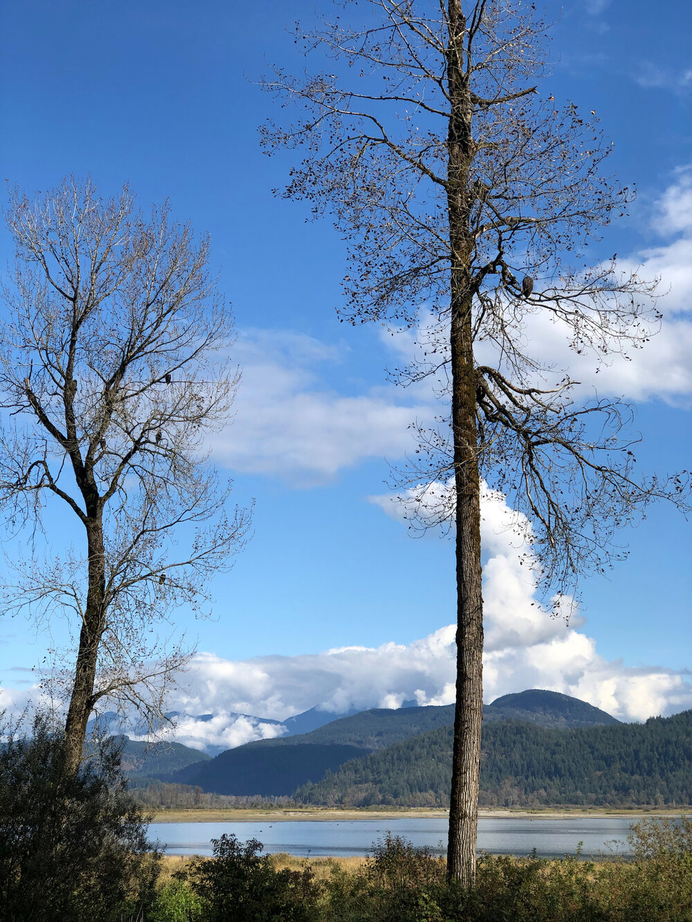  The eagle tree while I was out on the golf course. 