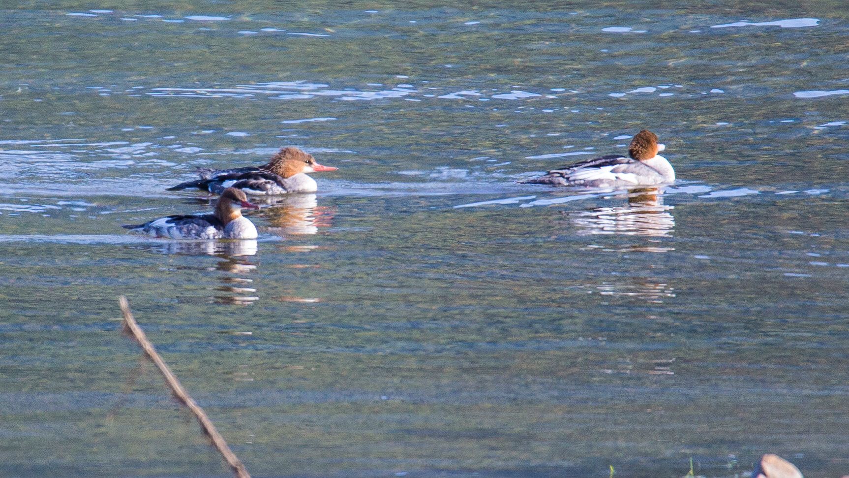  Female Common Mergansers out on the water 