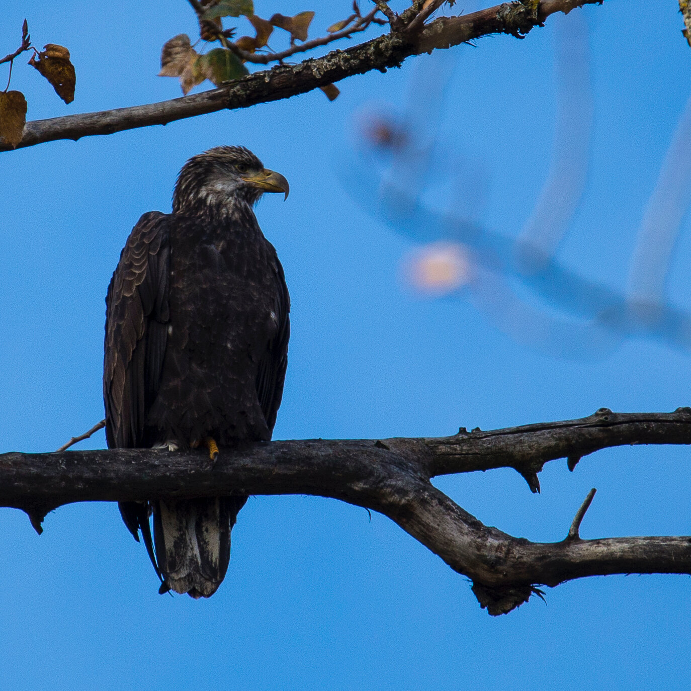 This was the closest I came - a juvenile bald eagle. 