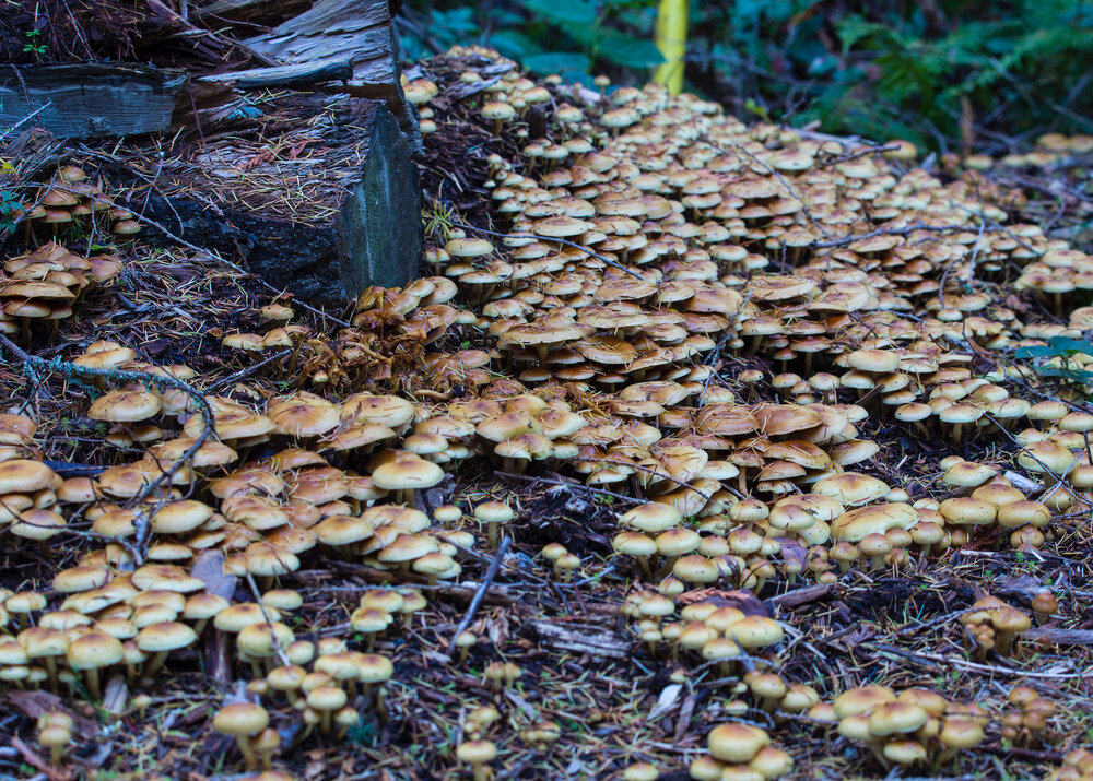  On the walk back, we noticed this huge field of mushrooms growing on one of the properties. 