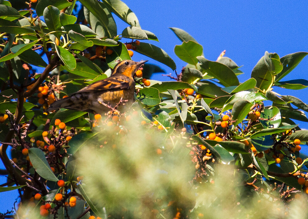 Closer to the cottages, there were a number of varied thrushes eating berries in one of the big arbutus trees. 