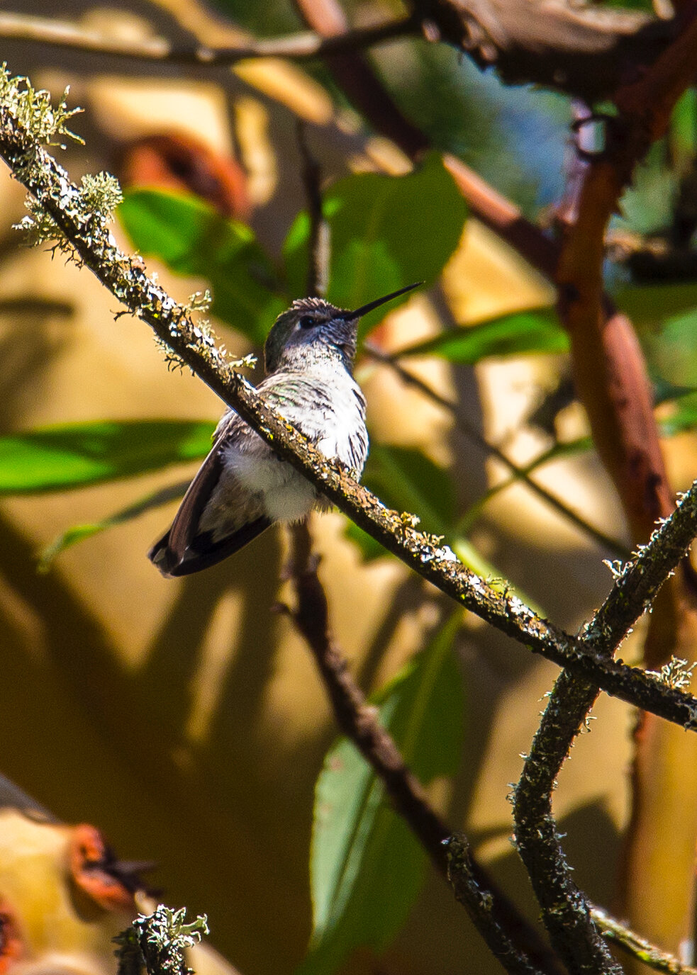  And finally, an Anna’s hummingbird that laso found the arbutus to its liking 