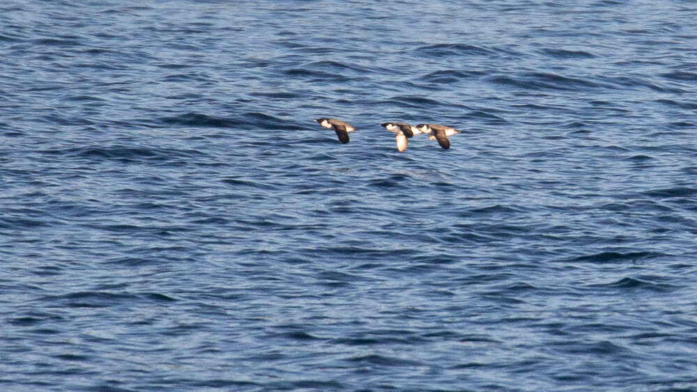  The most interesting thing we saw (and sorry for the poor photo) were some Ancient Murrelets flying through Active Pass. 