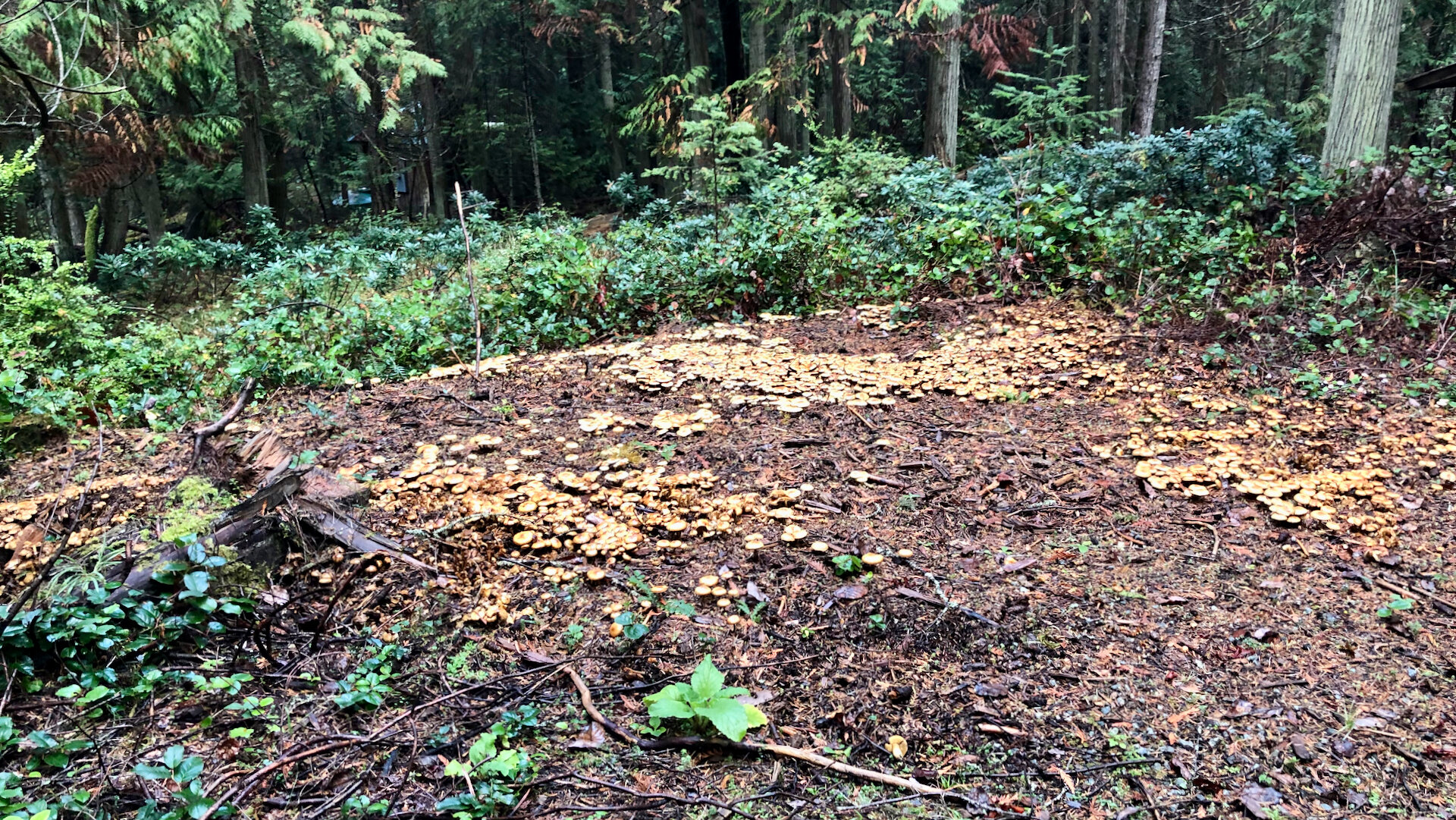  The huge mushroom patch was still going strong. 