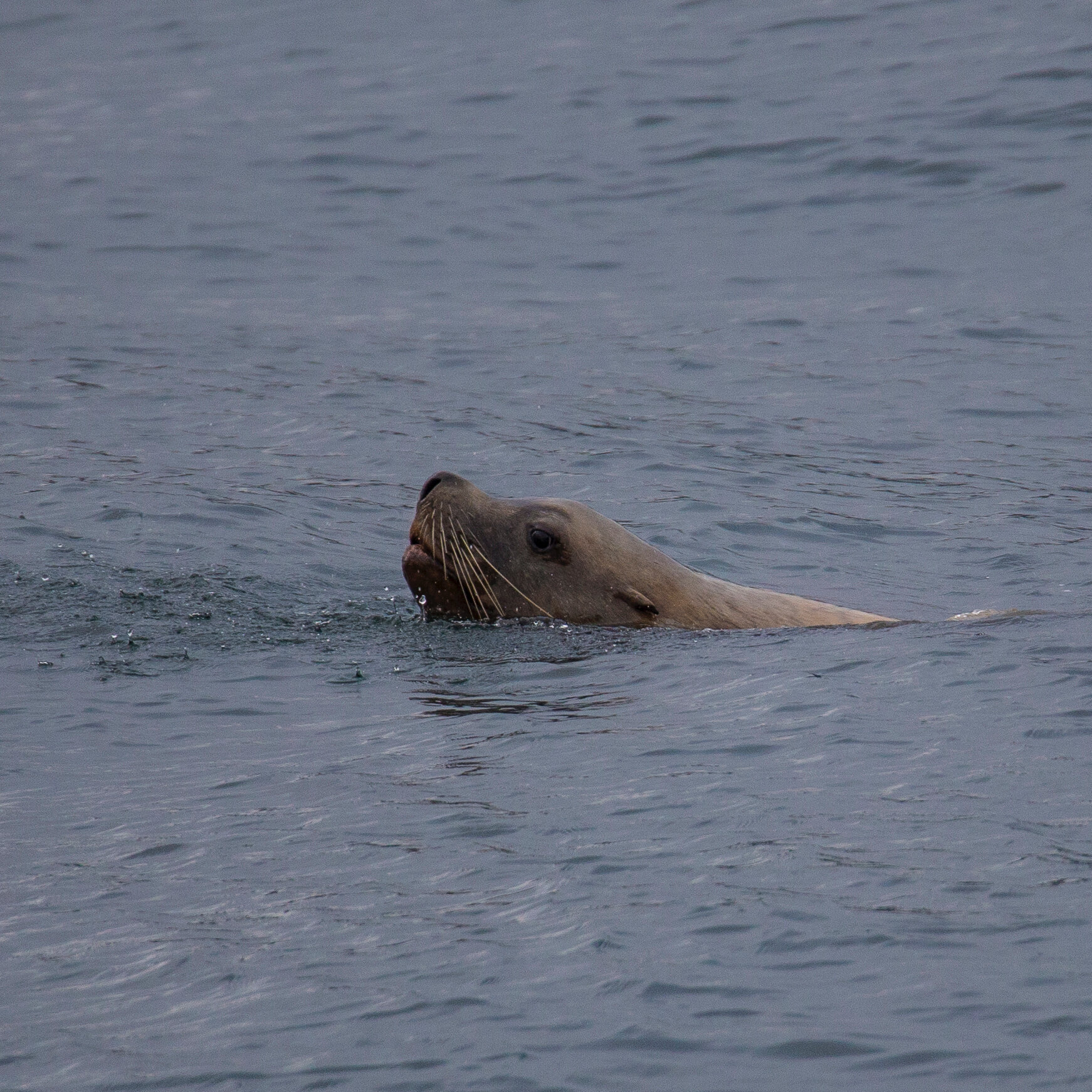  But the star of the show was a Steller sea lion that cruised through. 