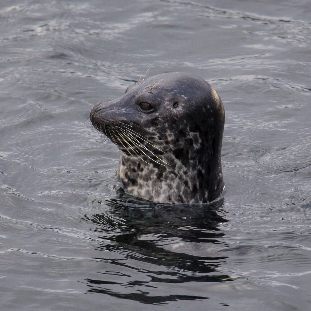  There was one lone harbour seal that popped up his head. 