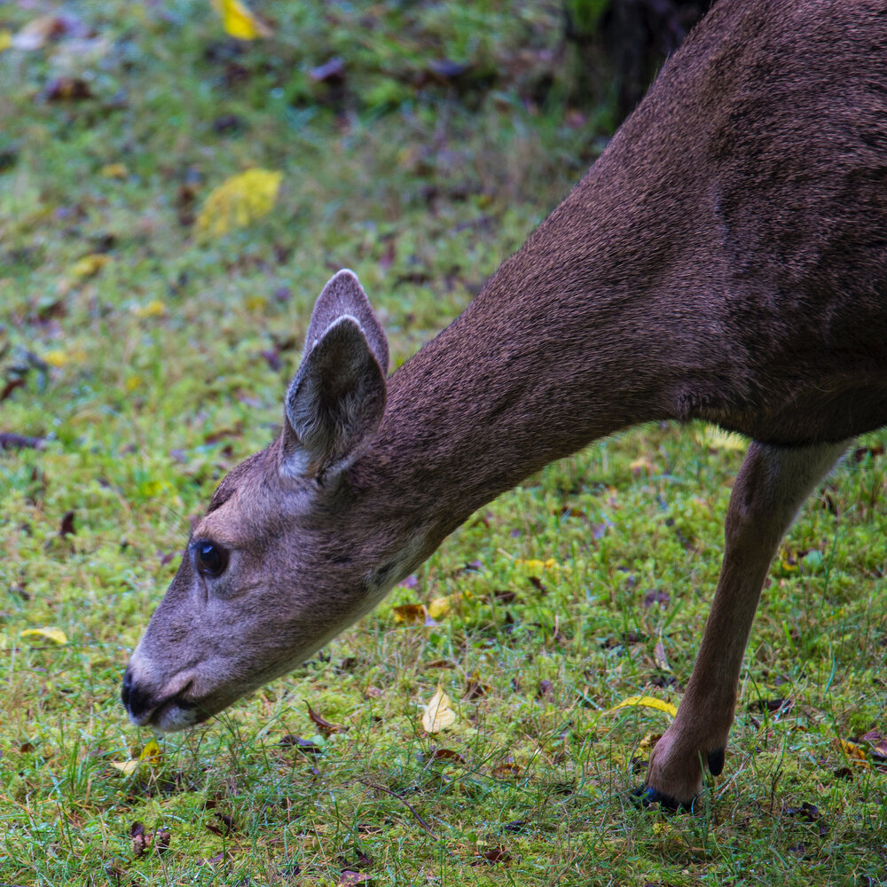  As always, there were plenty of deer wandering the property. 