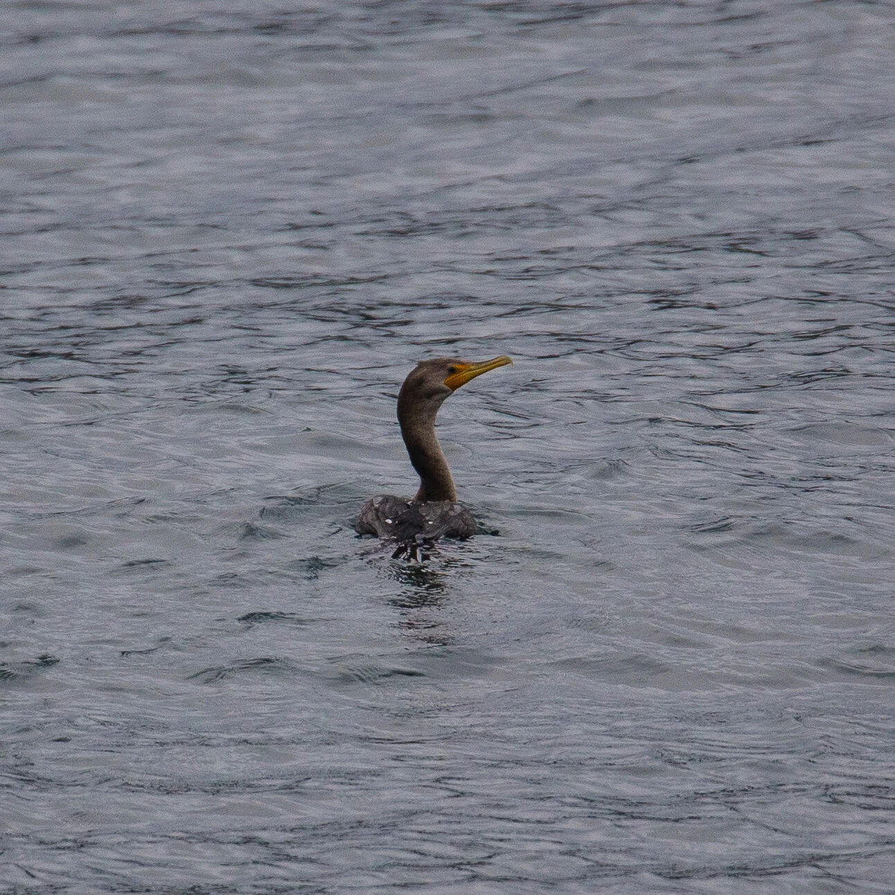  Double-crested cormorant 