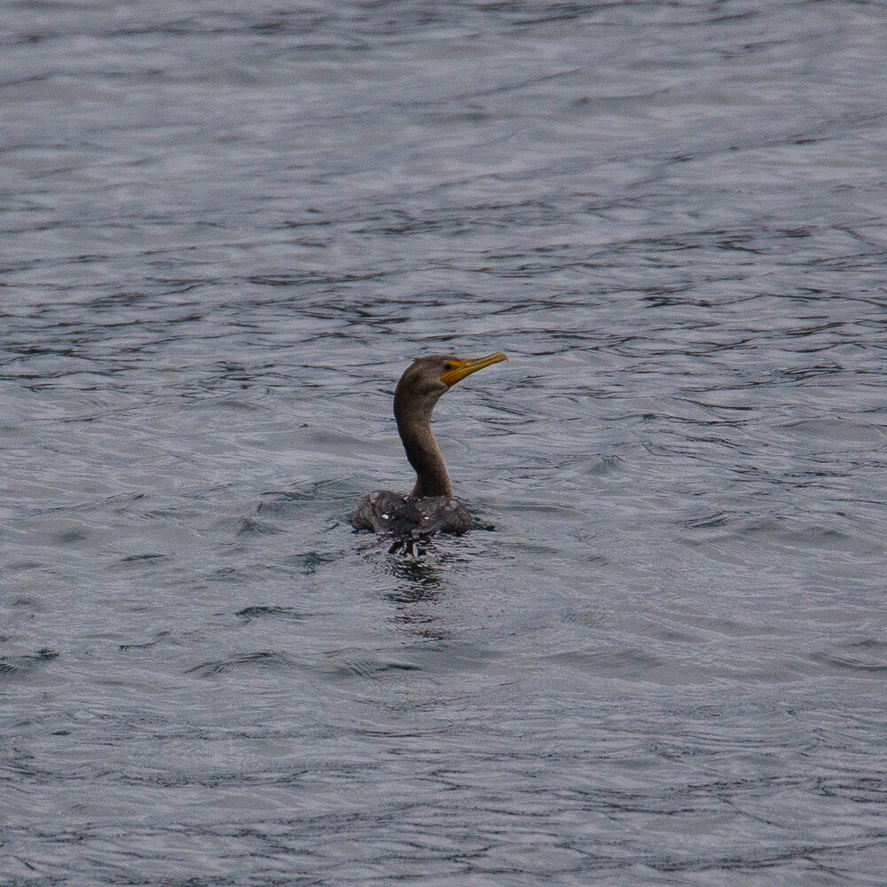  Double-crested cormorant 