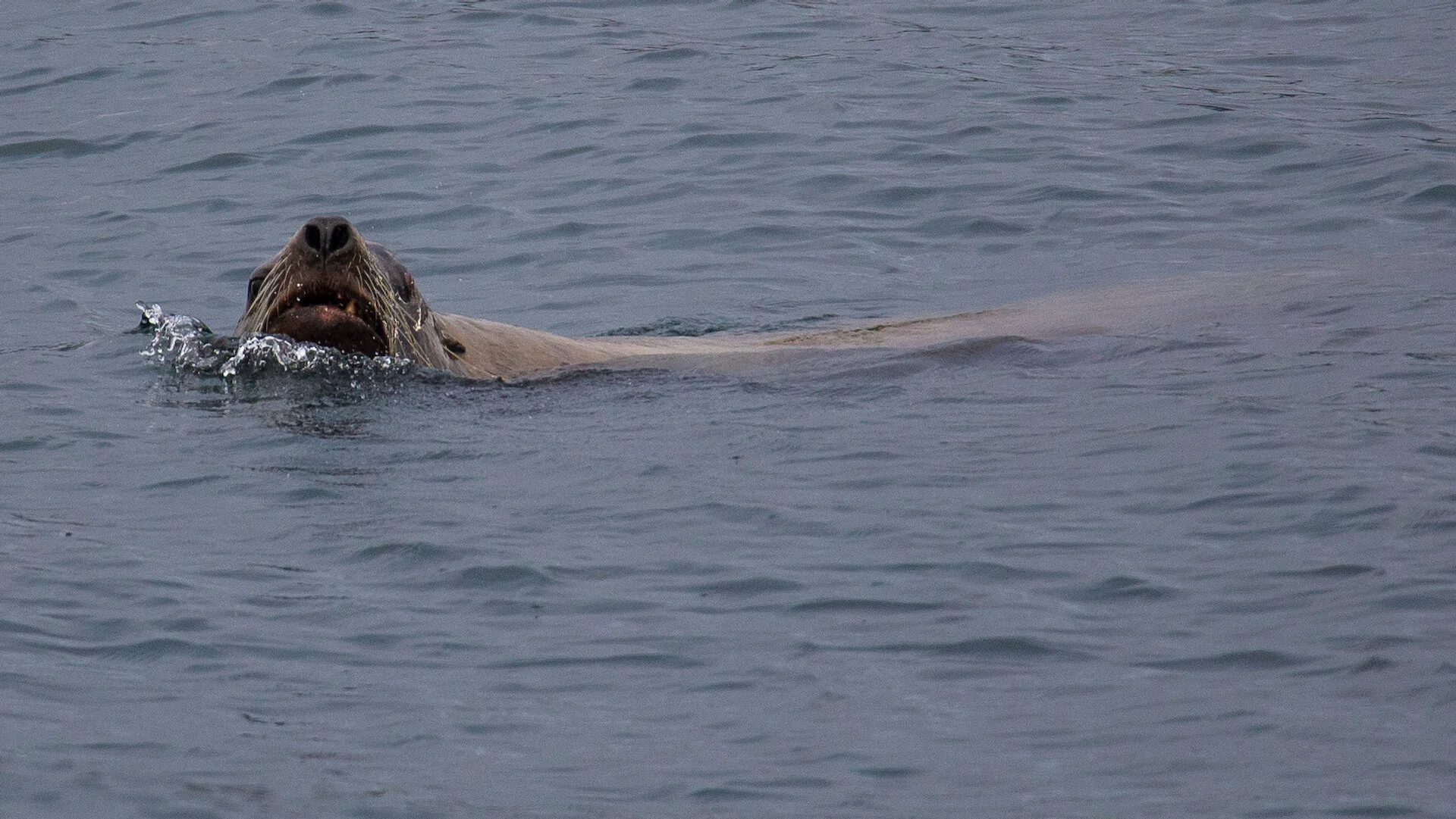 2019 11 Galiano - 62.jpeg