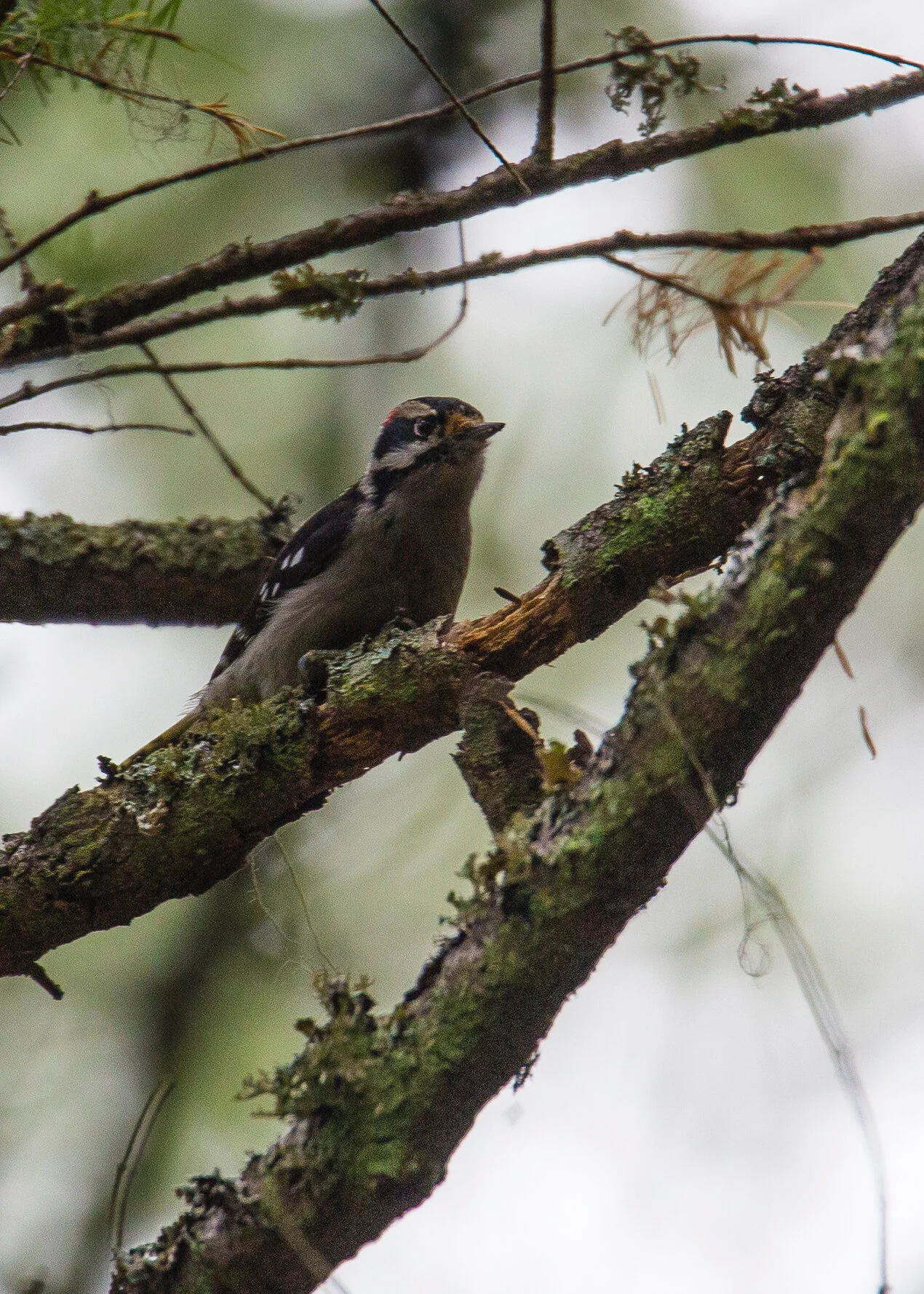  Downy woodpecker 