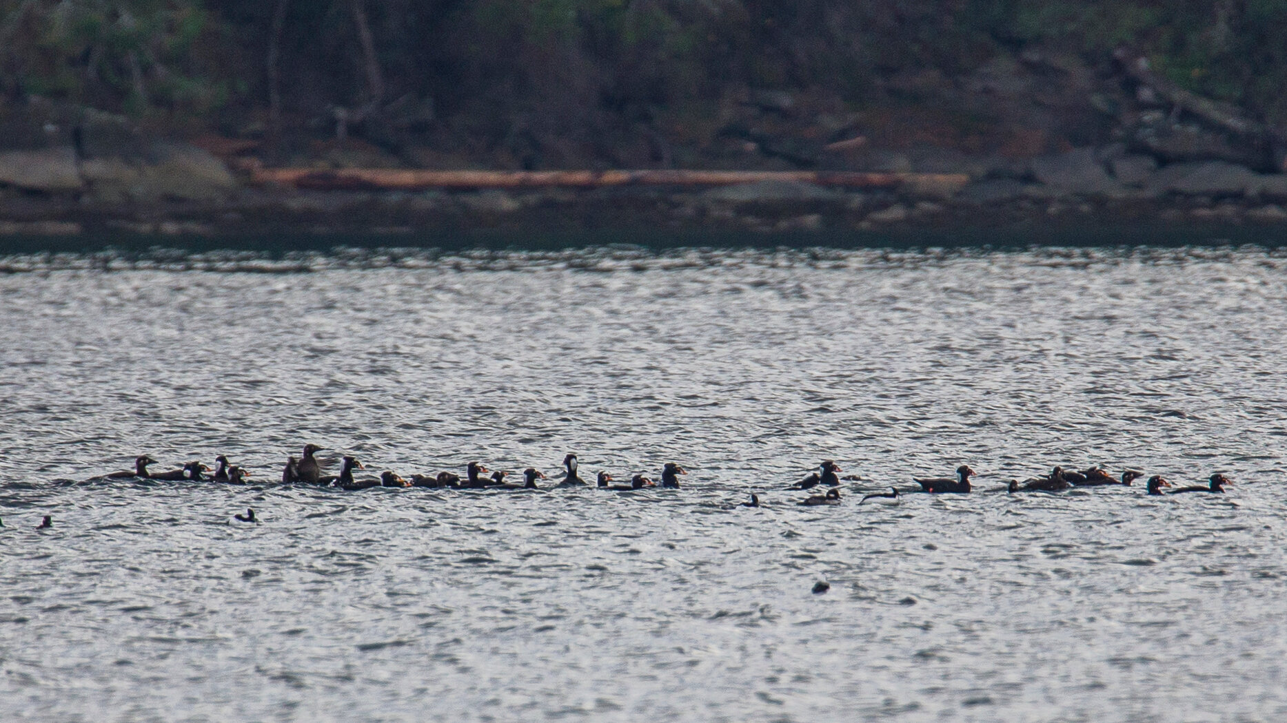  The biggest flock of (mostly) surf scoters that we’ve ever seen. 