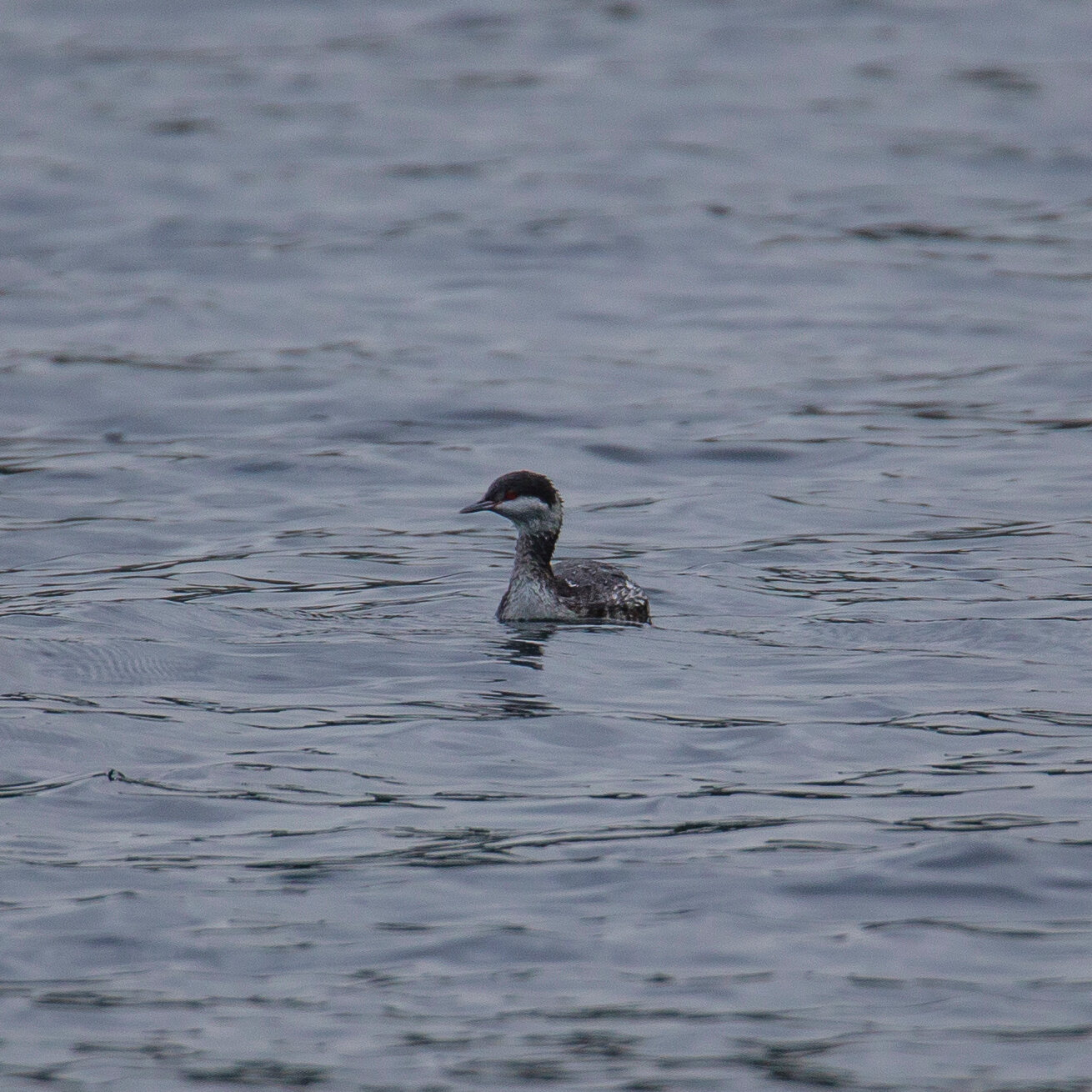  I believe this is a Horned Grebe - a new one for us.  