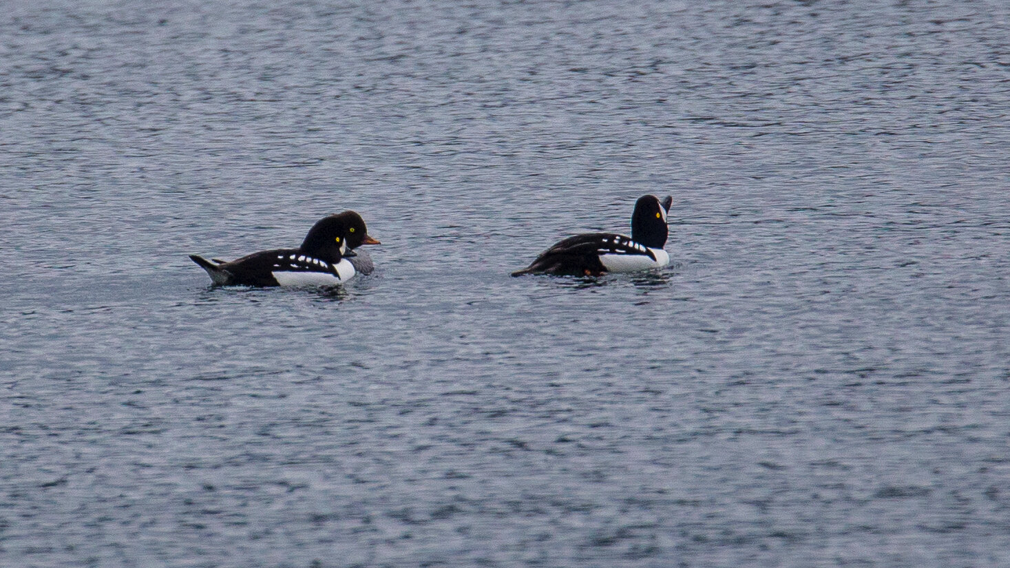  Barrow's Goldeneye 