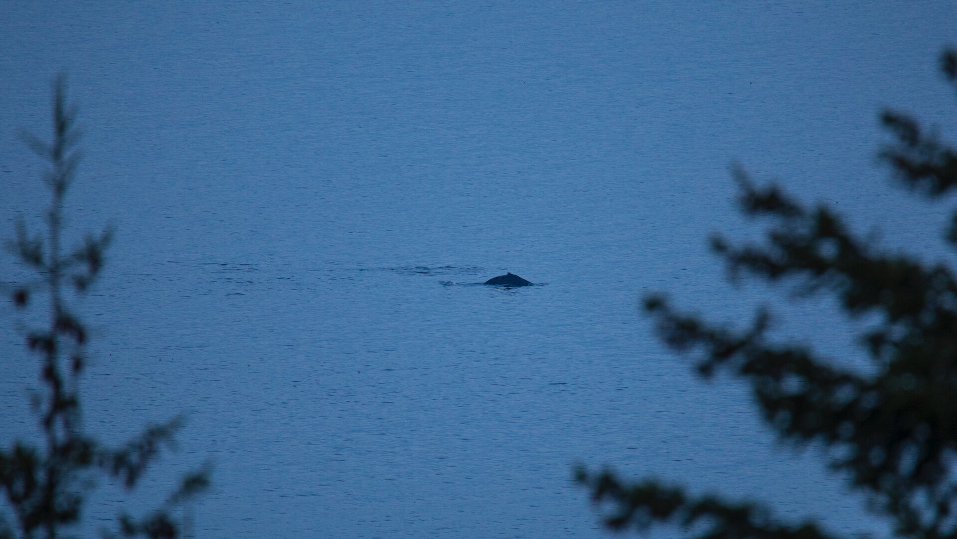  Eventually we saw some humpbacks 