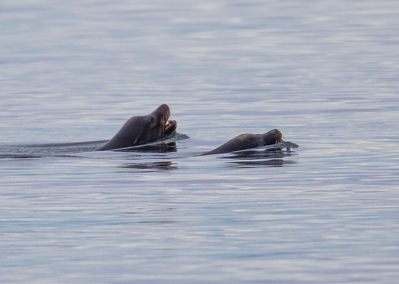 I’m not quite sure, but I think these might be California Sea Lions, rather than the more common Steller Sea Lions 