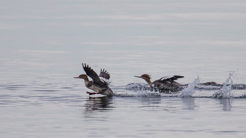  Common mergansers taking flight 