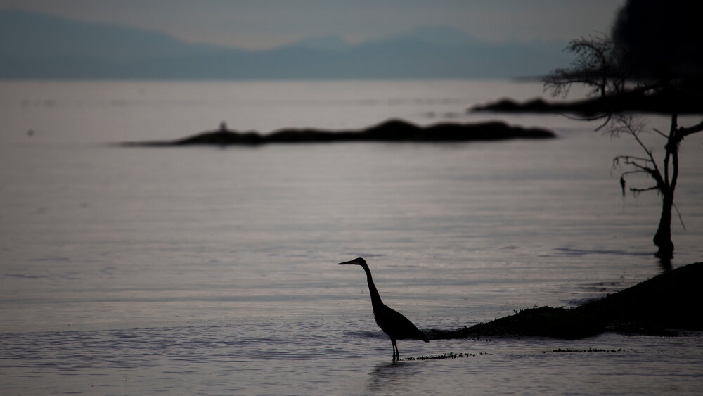  A great blue heron on the hunt 